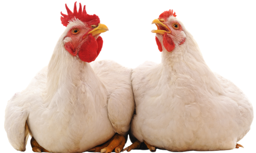 GallinasCriaderosSanos